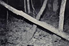 SKR-19