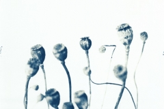 Kornvallmo, Papaver rhoeas