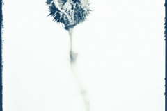 Spikklubba, Datura stramonium