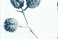 Spikklubba, Datura stramonium