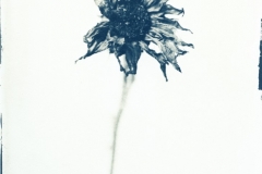 Solros, Helianthus annuus