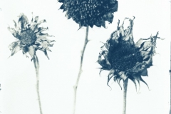 Solros, Helianthus annuus