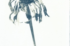 Röd solhatt, Echinacea purpurea