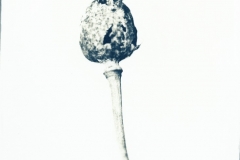 Opiumvallmo, Papaver somniferum
