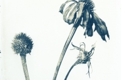 Röd solhatt, Echinacea purpurea