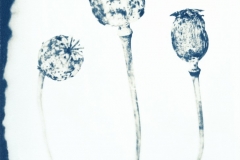 Opiumvallmo, Papaver somniferum